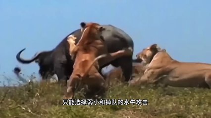 Wild Animal Attacks Caught on Camera in the Most Unexpected Places full (HD2K)