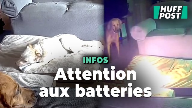 Ces chiens ont déclenché un feu en mâchant... une batterie portable au lithium