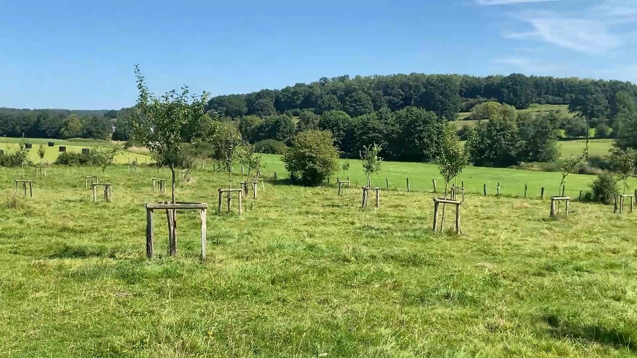 Des arbres et des vaches à Musson, la belle allliance