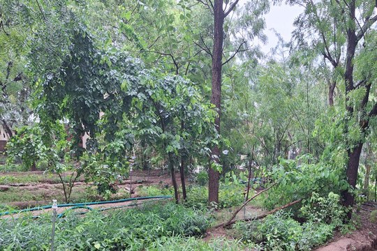 जिले में मदर बेड से तैयार पौधों की हरियाली के रंग बिखरेगा वन विभाग