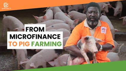 Burkina Faso: From microfinance to pig farming