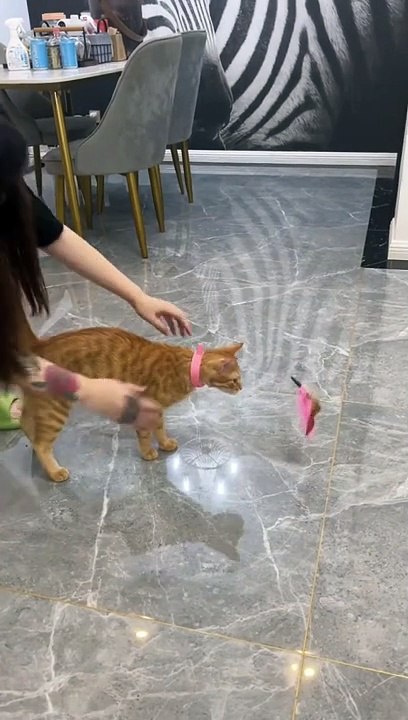 Cat very interesting video upload