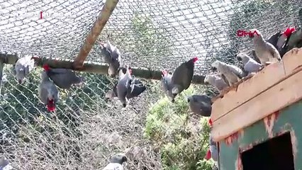 Ülkeden çıkışı yasak papağanlar ele geçirildi! Irak ve Tayland'a gönderilecekti