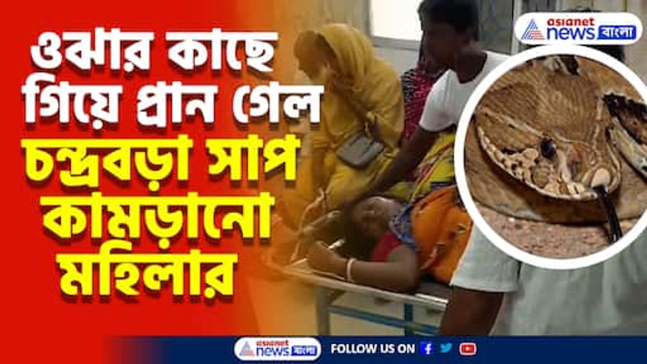 আবারও ওঝার কাছে গিয়ে সময় নষ্ট, চন্দ্রবড়া সাপের...