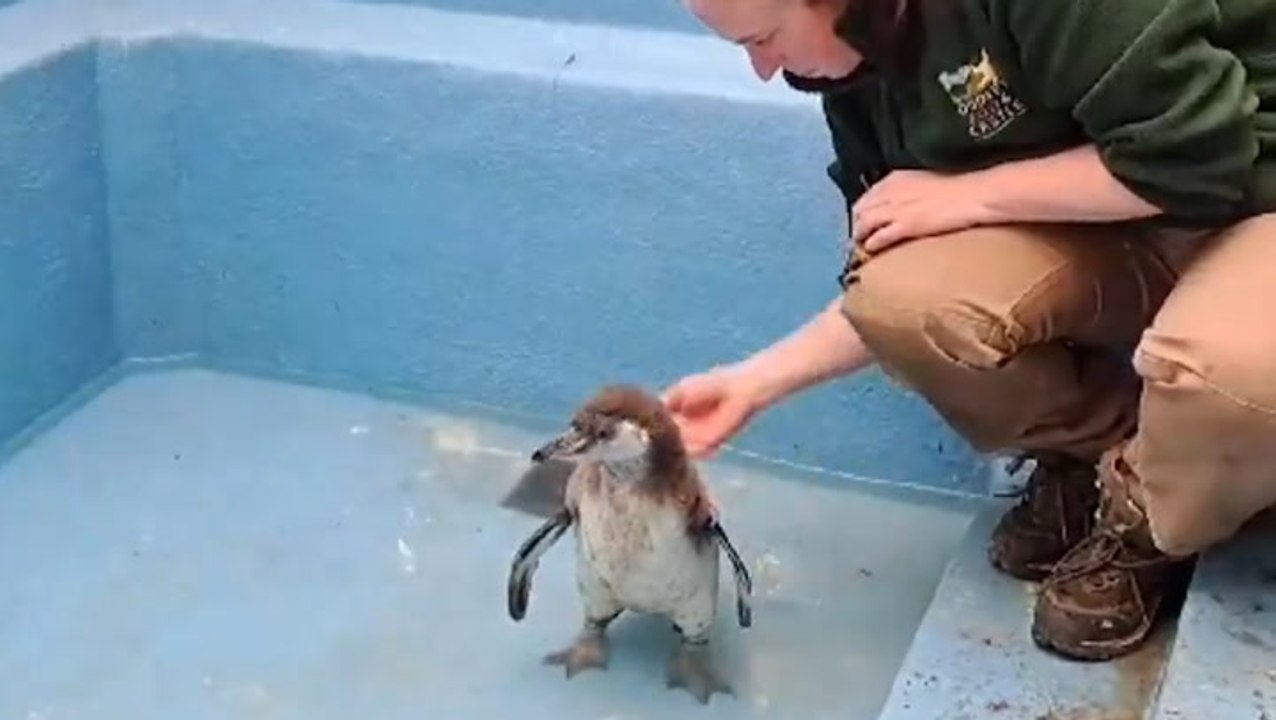 Penguins take part in first swimming lesson at Dudley Zoo
