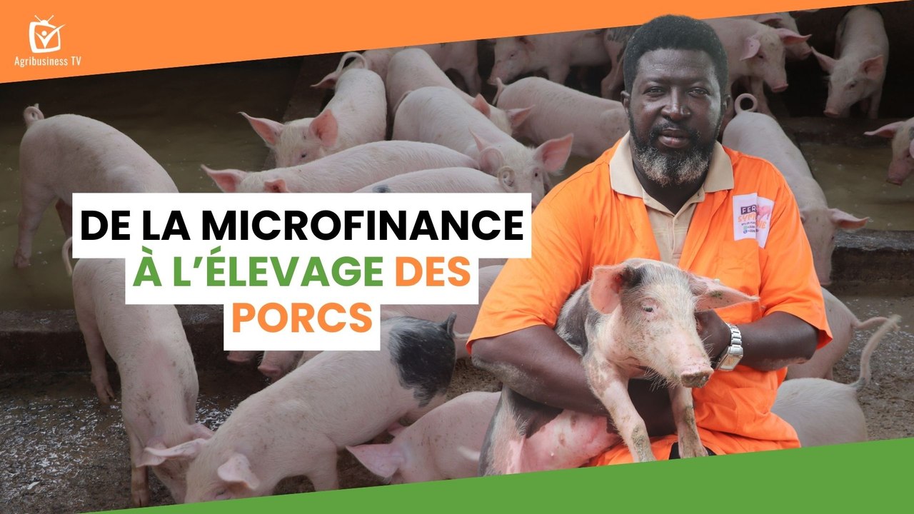 Burkina Faso : De la microfinance à l’élevage des porcs