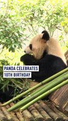 Panda Zhen Duo celebrates 10th birthday in Yunnan