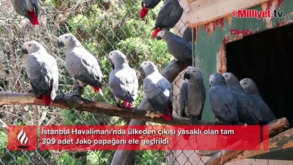 İstanbul Havalimanı’nda ele geçirildi! Ülkeden çıkışı yasaklı tam 309 adet papağan
