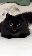 Very Beautiful Black Cat