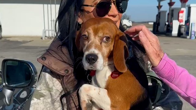 Beagle Rescued From Lab Barks For The First Time