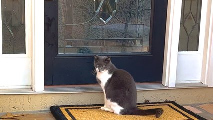 Family Installs Cat Door To Accommodate Their Dog's Stalker