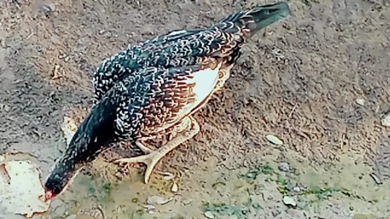 Nature|beautiful hen| Birds farming |