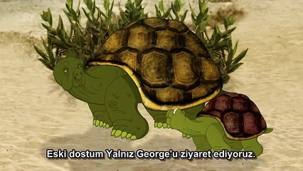Yalnız George neden bu kadar yalnız