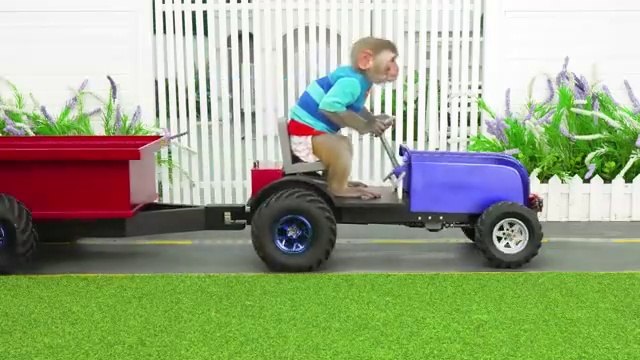 Monkey Baby Bon Bon eats m&m jelly at the Swimming pool with ducklings and harvests watermelon