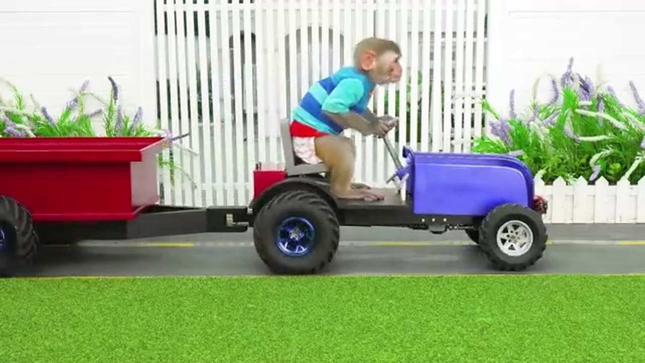 Monkey Baby Bon Bon eats m&m jelly at the Swimming pool with ducklings and harvests watermelon