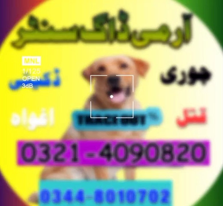 Army dog center All Pakistan Khoji koote