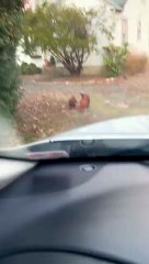 Chased by chicken