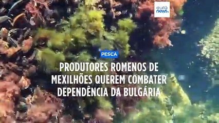 Produtores romenos de mexilhões querem combater dependência da Bulgária