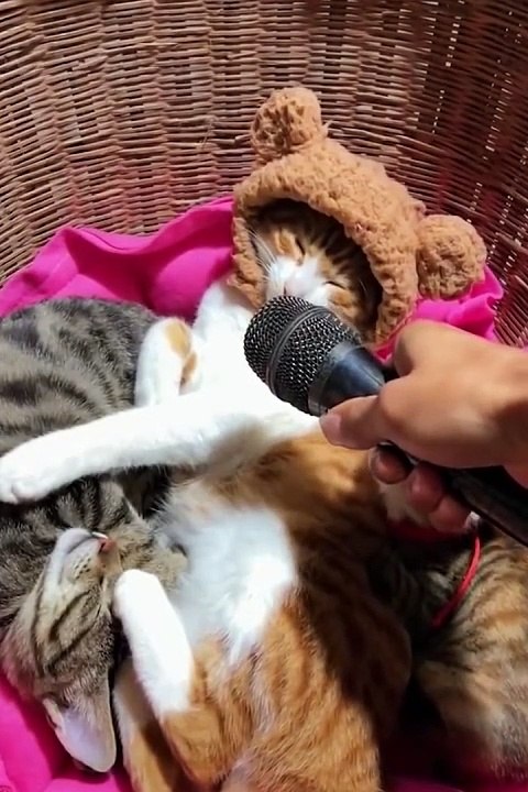 Funny_Cats_and_Dogs_-_Funny_Animal__1_3