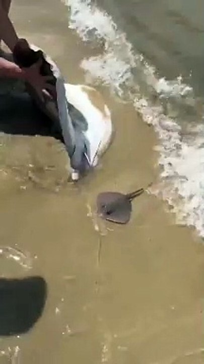 Stingray gives birth on the beach