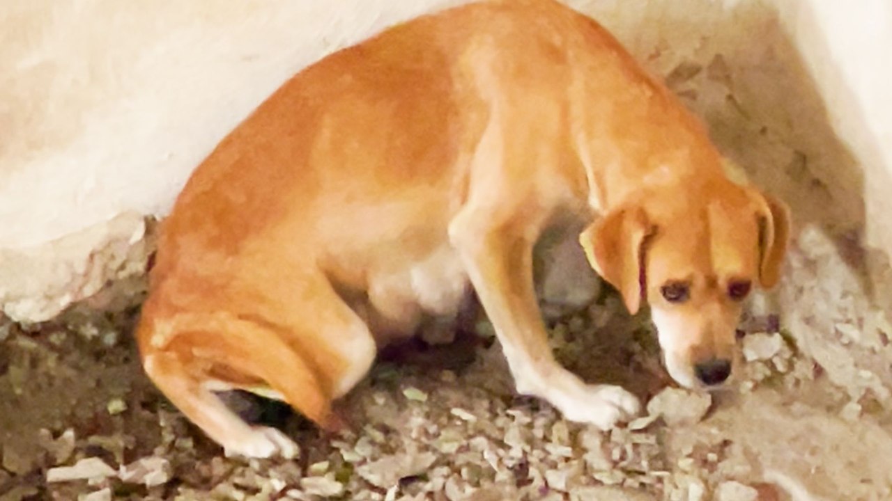 Mama Dog Was Trapped Underground With Her Puppies
