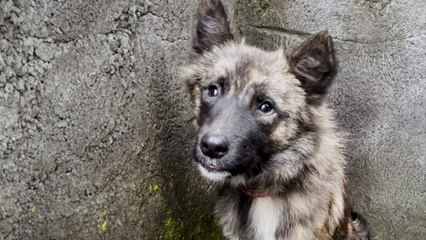 Stray Dog Who Was Impossible To Catch Walks Through Rescuer's Door