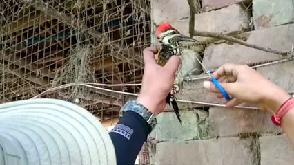 Guys Rescue A Woodpecker Tangled In A Fishing Net
