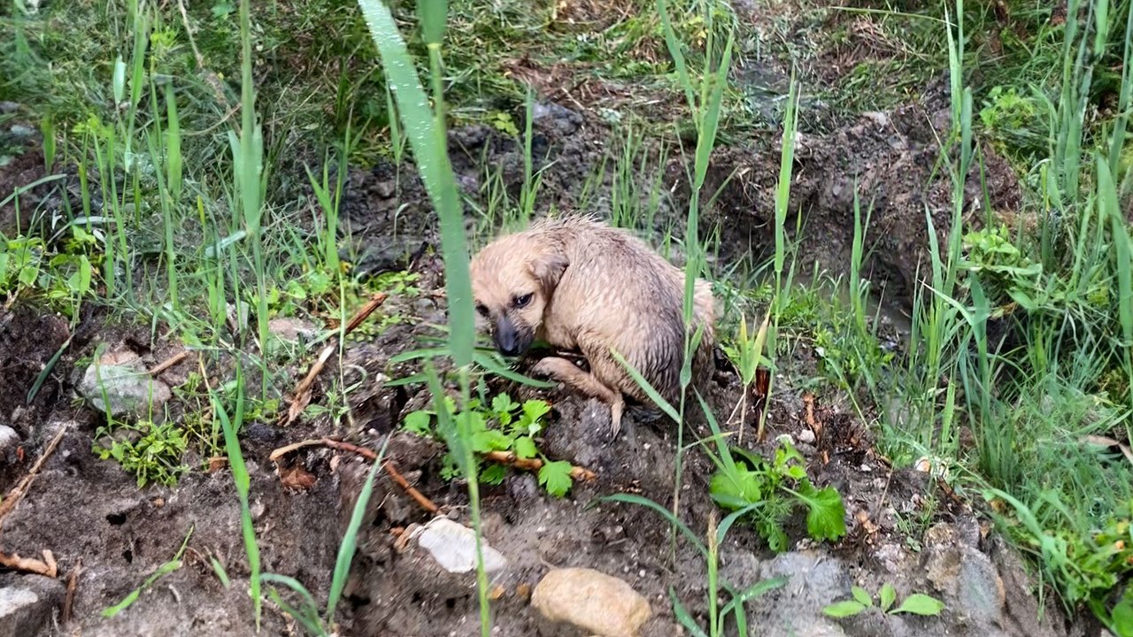 Tiny Puppy Is Discovered Stranded In The Rain