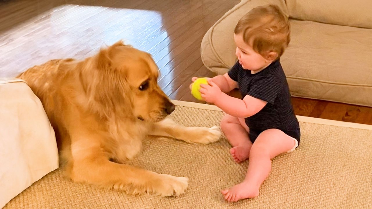 Golden Retriever Can't Wait To Play Fetch With Baby Brother