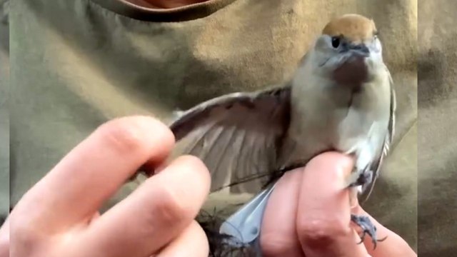 Woman Saves Hundreds Of Birds From Illegal Poaching