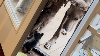 Tiny Chihuahua Scares Giant Great Dane