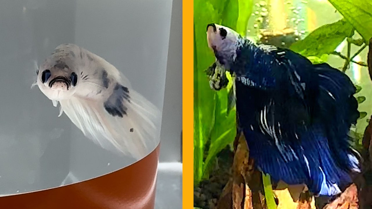 Tiny Pale Fish Completely Changes Color