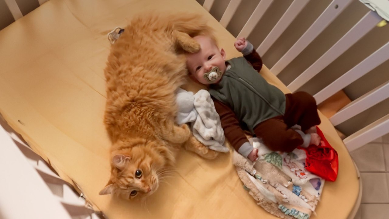 Cat Jumps Into Baby Brother's Crib Every Morning