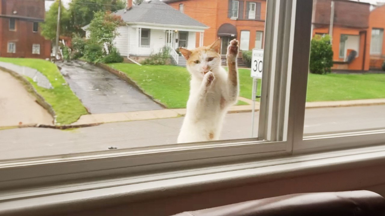 Stray Cat Keeps Climbing Up To This Woman's Window - video Dailymotion