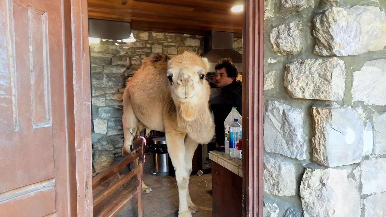Rescued Camel Keeps Breaking Into His Dad's Kitchen