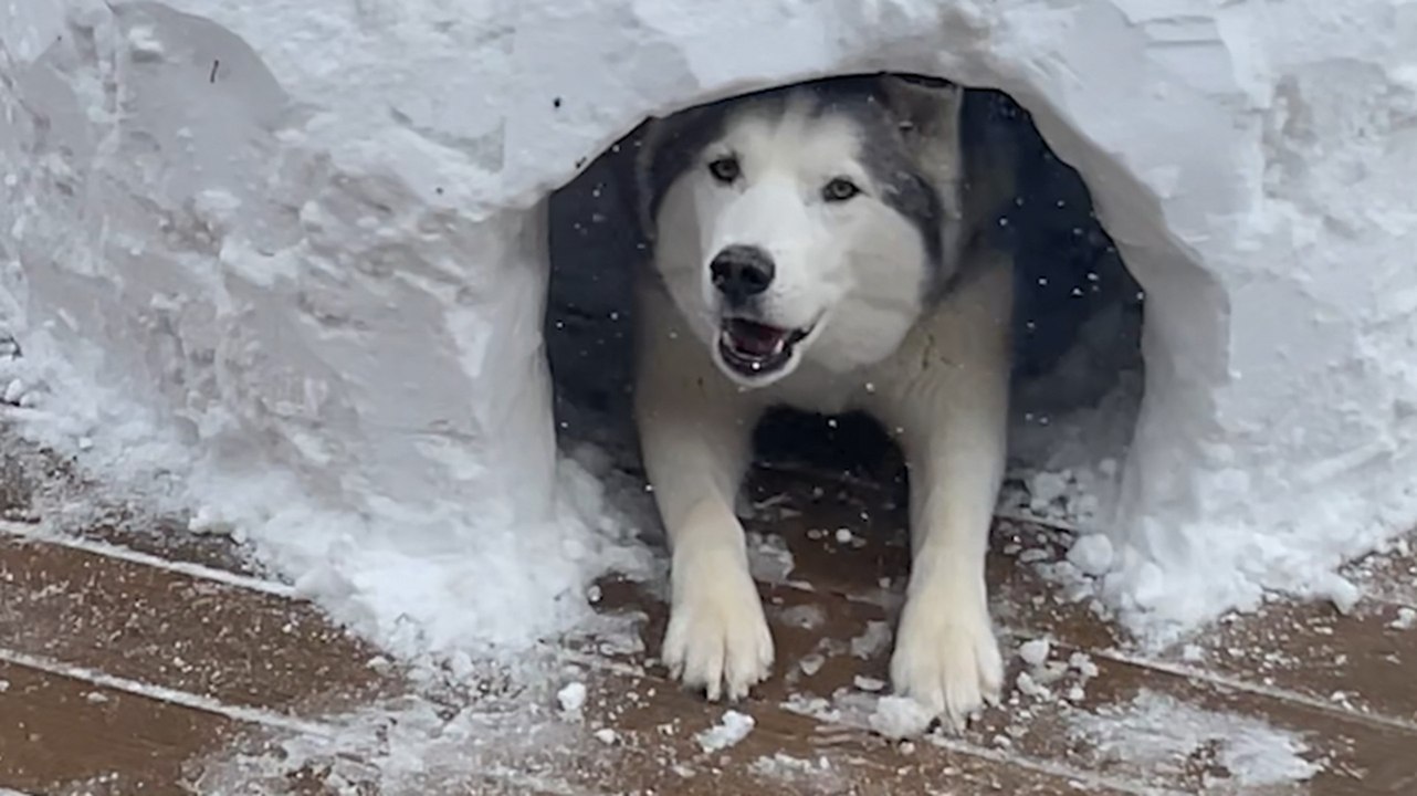 Sad Husky Can't Play Any Sports This Winter So This Couple Builds Him An Igloo