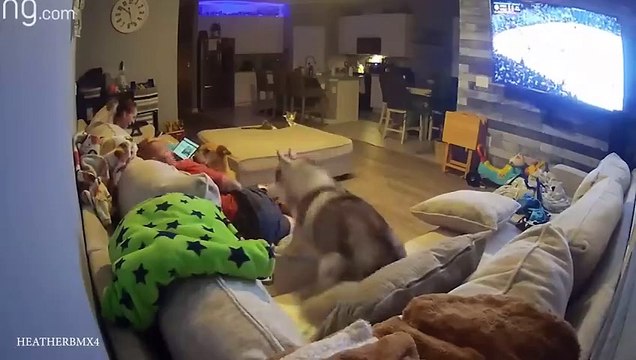 Huskies are the Ultimate Drama Queens Funny Animals Videos 2024_480p