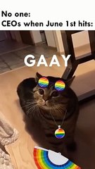 CEO_s_during_June__#funny_#cat_#lgbt(360p)