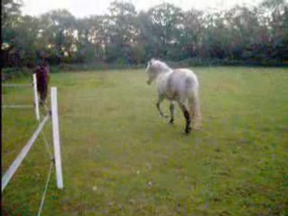 LES PONEYS