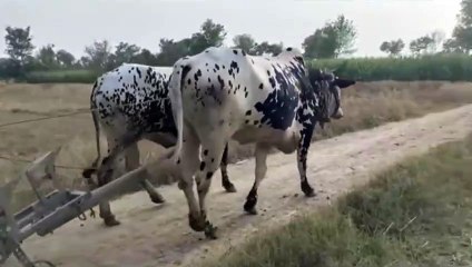 Bull  in village | very unique and wonderful village life beautiful bull in Pakistan village