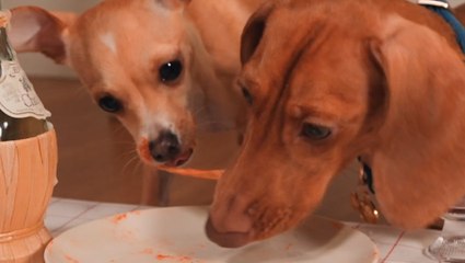 Gourmet Meals Make This Pup's Sensitive Tummy Happy