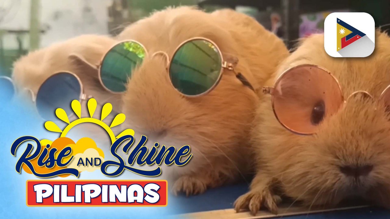 Pets' Day | Guinea pig