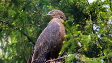The Honey Buzzard: Close Up HD Footage (Pernis apivorus)