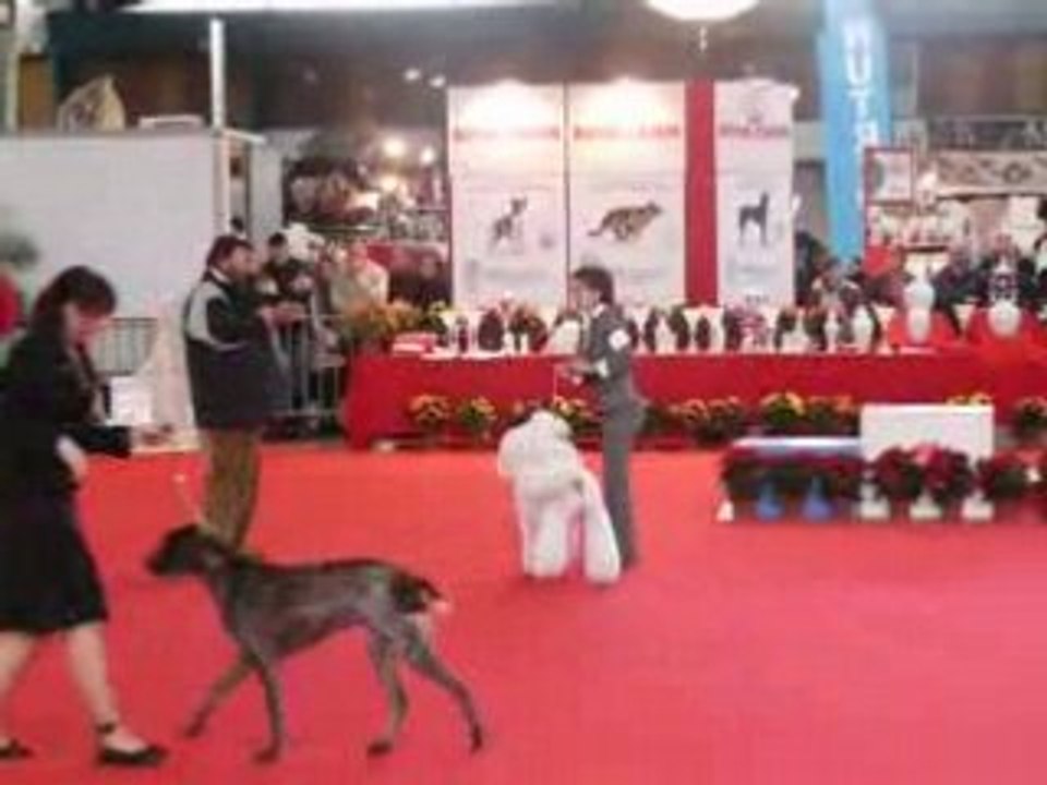 junior handling limoges 2008