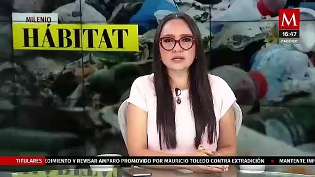 Organización pide no aplazar voto sobre reforma de protección animal | Milenio Hábitat