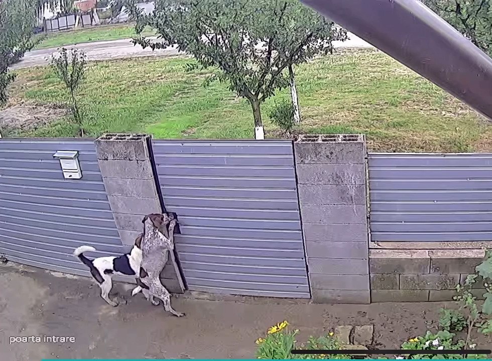 Smart Dogs Open Gate and Wander Outside