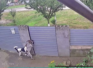 Smart Dogs Open Gate and Wander Outside