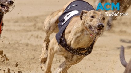 NSW inquiry into greyhound racing: How did we get here?