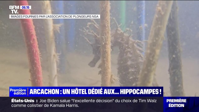 Cléopâtre est la première pensionnaire d'un hôtel pour hippocampes à Arcachon