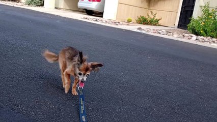 Villanova on walk to mail. Hope we'll get her leg x-rayed soon to see if it's a permanent fracture VID_20240801_163423022